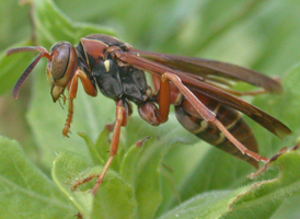 Polistes bellicosus